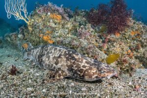 Blotchy Swellshark, Cephaloscyllium umbratile, aka Japanese swell shark. Tateyama, Chiba Prefecture, Honshu, Japan, Sea of Japan.