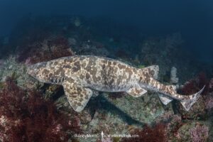 Blotchy Swellshark, Cephaloscyllium umbratile, aka Japanese swell shark. Tateyama, Chiba Prefecture, Honshu, Japan, Sea of Japan.