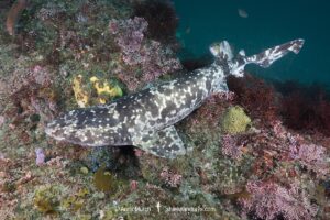 Blotchy Swellshark, Cephaloscyllium umbratile, aka Japanese swell shark. Tateyama, Chiba Prefecture, Honshu, Japan, Sea of Japan.