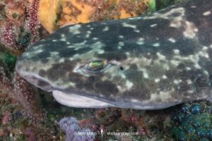 Blotchy Swellshark, Cephaloscyllium umbratile, aka Japanese swell shark. Tateyama, Chiba Prefecture, Honshu, Japan, Sea of Japan.