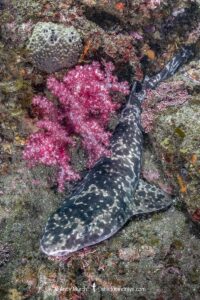 Blotchy Swellshark, Cephaloscyllium umbratile, aka Japanese swell shark. Tateyama, Chiba Prefecture, Honshu, Japan, Sea of Japan.