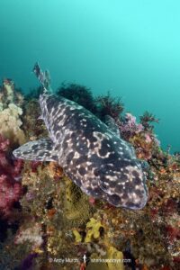 Blotchy Swellshark, Cephaloscyllium umbratile, aka Japanese swell shark. Tateyama, Chiba Prefecture, Honshu, Japan, Sea of Japan.