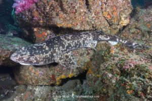 Blotchy Swellshark, Cephaloscyllium umbratile, aka Japanese swell shark. Tateyama, Chiba Prefecture, Honshu, Japan, Sea of Japan.