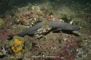 Brown Catshark, Apristurus brunneus, Vancouver Island, Canada, Northeastern Pacific Ocean.