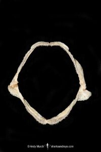 Brown Catshark (Apristurus brunneus) jaw. Vancouver Island, Canada, Northeastern Pacific Ocean.