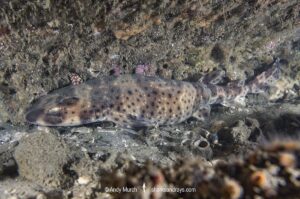 California Swell Shark, Cephaloscyllium ventriosum. Santa Barbara County, Southern California, USA, eastern Pacific Ocean.