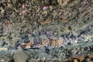 California Swell Shark, Cephaloscyllium ventriosum. Santa Barbara County, Southern California, USA, eastern Pacific Ocean.