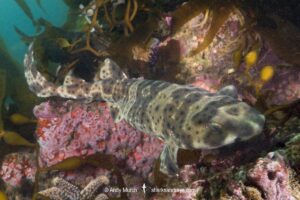 California Swell Shark, Cephaloscyllium ventriosum. Santa Barbara County, Southern California, USA, eastern Pacific Ocean.