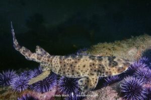 California Swell Shark, Cephaloscyllium ventriosum. Santa Barbara County, Southern California, USA, eastern Pacific Ocean.