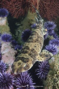 California Swell Shark, Cephaloscyllium ventriosum. Santa Barbara County, Southern California, USA, eastern Pacific Ocean.