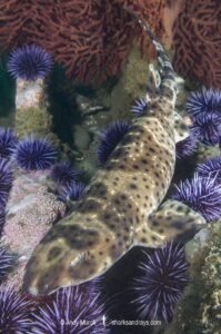 California Swell Shark, Cephaloscyllium ventriosum. Santa Barbara County, Southern California, USA, eastern Pacific Ocean.