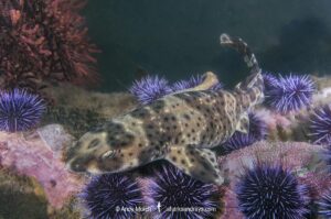 California Swell Shark, Cephaloscyllium ventriosum. Santa Barbara County, Southern California, USA, eastern Pacific Ocean.
