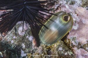 California Swell Shark (Cephaloscyllium ventriosum) egg case also called a mermaids purse. Lodged on a reef near Catalina Island, California, eastern Pacific.