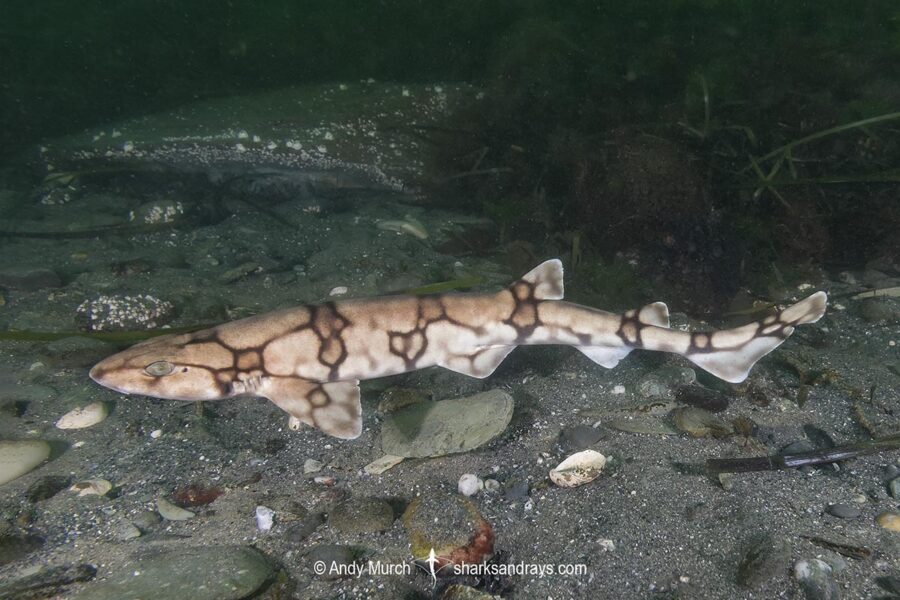 Chain Catshark Scyliorhinus retifer