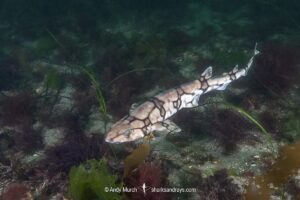 Chain catshark, Scyliorhinus retifer, a.k.a. chain dogfish. Rhode Island, USA, North Atlantic.