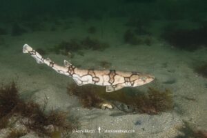 Chain catshark, Scyliorhinus retifer, a.k.a. chain dogfish. Rhode Island, USA, North Atlantic.