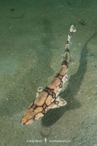 Chain catshark, Scyliorhinus retifer, a.k.a. chain dogfish. Rhode Island, USA, North Atlantic.