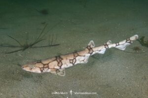 Chain catshark, Scyliorhinus retifer, a.k.a. chain dogfish. Rhode Island, USA, North Atlantic.