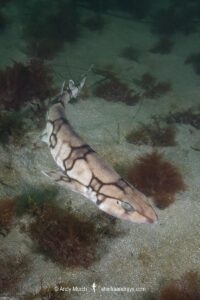 Chain catshark, Scyliorhinus retifer, a.k.a. chain dogfish. Rhode Island, USA, North Atlantic.