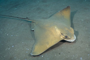 Common Eagle Ray, Myliobatis aquila.