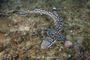 Coral Catshark, Atelomycterus marmoratus, Bugtong Batu Seamount, Malapascua Island, Visayan Sea, Philippines.