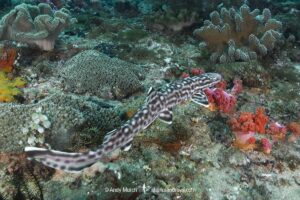 Coral Catshark, Atelomycterus marmoratus, Bugtong Batu Seamount, Malapascua Island, Visayan Sea, Philippines.