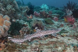 Coral Catshark, Atelomycterus marmoratus, Bugtong Batu Seamount, Malapascua Island, Visayan Sea, Philippines.