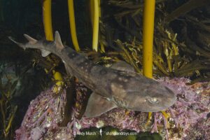 Dark Shyshark, Haploblepharus pictus. Aka Pretty Happy Shark. Millers Point, False Bay, South Africa.