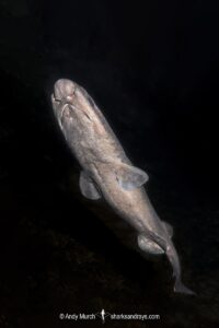 Filetail Catshark, Parmaturus xaniurus, Eastern Pacific Ocean, Oregon, USA.