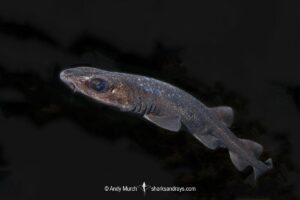 Filetail Catshark, Parmaturus xaniurus, Eastern Pacific Ocean, Oregon, USA.