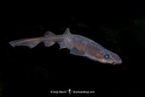 Filetail Catshark, Parmaturus xaniurus, Eastern Pacific Ocean, Oregon, USA.