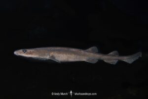 Filetail Catshark, Parmaturus xaniurus, Eastern Pacific Ocean, Oregon, USA.