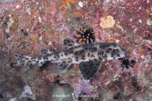 Galapagos bullhead shark, Heterodontus quoyi, aka Galapagos horn shark. Eastern Pacific. Confined to the Galapagos Islands and coastal Peru.