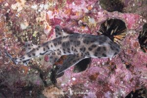 Galapagos bullhead shark, Heterodontus quoyi, aka Galapagos horn shark. Eastern Pacific. Confined to the Galapagos Islands and coastal Peru.