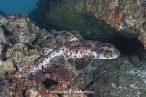 Galapagos bullhead shark, Heterodontus quoyi, aka Galapagos horn shark. Eastern Pacific. Confined to the Galapagos Islands and coastal Peru.