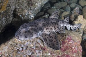 Galapagos bullhead shark, Heterodontus quoyi, aka Galapagos horn shark. Eastern Pacific. Confined to the Galapagos Islands and coastal Peru.