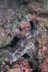 Galapagos bullhead shark, Heterodontus quoyi, aka Galapagos horn shark. Eastern Pacific. Confined to the Galapagos Islands and coastal Peru.