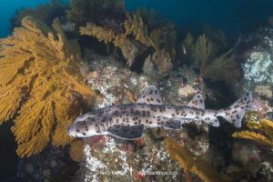Galapagos bullhead shark, Heterodontus quoyi, aka Galapagos horn shark. Eastern Pacific. Confined to the Galapagos Islands and coastal Peru.