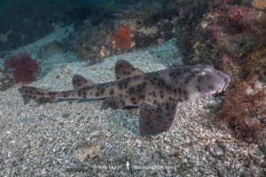 Galapagos bullhead shark, Heterodontus quoyi, aka Galapagos horn shark. Eastern Pacific. Confined to the Galapagos Islands and coastal Peru.