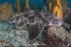 Galapagos bullhead shark, Heterodontus quoyi, aka Galapagos horn shark. Eastern Pacific. Confined to the Galapagos Islands and coastal Peru.