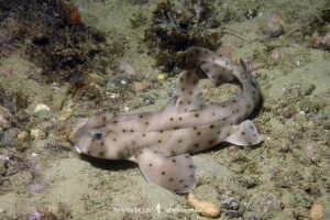 Horn Shark, Heterodontus francisci. Aka California horn shark or Pacific horn shark. Catalina Island, Channel Islands, California. Eastern Pacific.