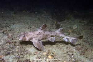 Horn Shark, Heterodontus francisci. Aka California horn shark or Pacific horn shark. Catalina Island, Channel Islands, California. Eastern Pacific.