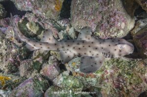 Horn Shark, Heterodontus francisci. Aka California horn shark or Pacific horn shark. Catalina Island, Channel Islands, California. Eastern Pacific.