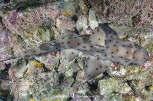 Horn Shark, Heterodontus francisci. Aka California horn shark or Pacific horn shark. Catalina Island, Channel Islands, California. Eastern Pacific.