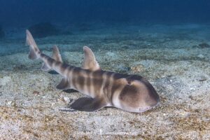 Japanese Bullhead Shark, Heterodontus japonicus. Aka Japanese horn shark. Heterodontidae. Hatsushima Island, Izu Peninsula, Sea of Japan.