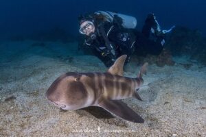 Japanese Bullhead Shark, Heterodontus japonicus. Aka Japanese horn shark. Heterodontidae. Hatsushima Island, Izu Peninsula, Sea of Japan.
