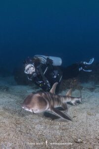 Japanese Bullhead Shark, Heterodontus japonicus. Aka Japanese horn shark. Heterodontidae. Hatsushima Island, Izu Peninsula, Sea of Japan.