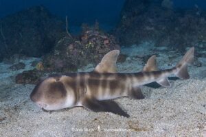 Japanese Bullhead Shark, Heterodontus japonicus. Aka Japanese horn shark. Heterodontidae. Hatsushima Island, Izu Peninsula, Sea of Japan.