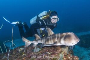 Japanese Bullhead Shark, Heterodontus japonicus. Aka Japanese horn shark. Heterodontidae. Hatsushima Island, Izu Peninsula, Sea of Japan.