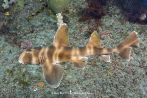 Japanese Bullhead Shark, Heterodontus japonicus. Aka Japanese horn shark. Heterodontidae. Tateyama, Chiba, Honshu, Sea of Japan.